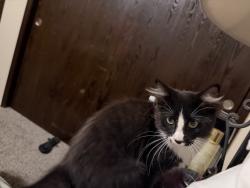 Found/Stray Male Cat last seen W Lancelot St, Boise, ID 83704