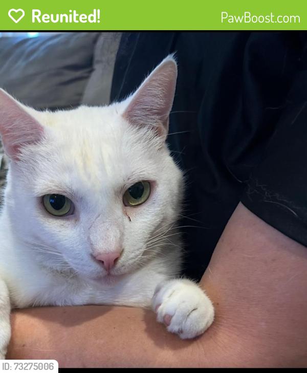 Reunited Male Cat last seen Meek est Park, Hayward, CA 94541