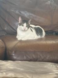 Lost Male Cat last seen Turtle mound and tranquility drive, Melbourne, FL 32934