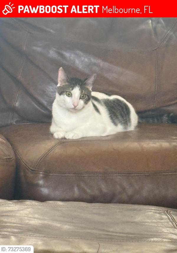 Lost Male Cat last seen Turtle mound and tranquility drive, Melbourne, FL 32934