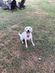 Found/Stray Female Dog last seen Feldspar, Sherwood, AR 72120