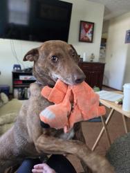 Lost Male Dog last seen Miramonte Blvd and Kohl St, Broomfield, CO 80020