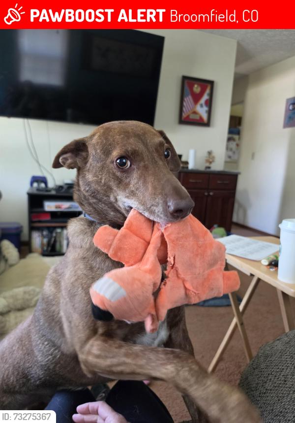 Lost Male Dog last seen Miramonte Blvd and Kohl St, Broomfield, CO 80020