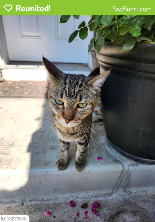 Reunited Male Cat last seen Applevillage Court SE, Calgary, AB 
