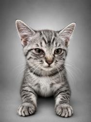 Shelter Stray Female Cat last seen , 38550 Sierra Hwy, Palmdale, CA 93550, USA