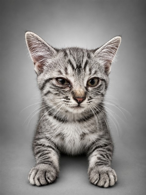 Shelter Stray Female Cat last seen , 38550 Sierra Hwy, Palmdale, CA 93550, USA