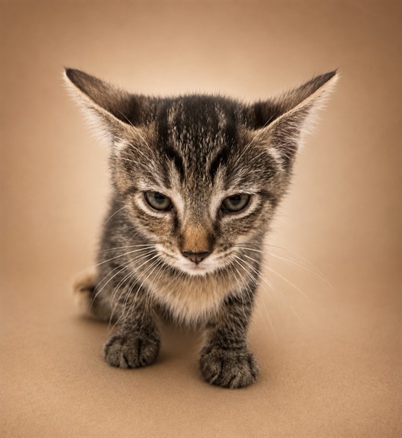Shelter Stray Female Cat last seen , 38550 Sierra Hwy, Palmdale, CA 93550, USA
