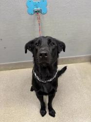 Shelter Stray Male Dog last seen Near BLOCK CORONADO AVE, LAS VEGAS NV 89169, 655 N Mojave Rd, Las Vegas, NV 89101, USA