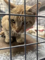 Shelter Stray Male Cat last seen Near BLOCK ESCONDIDO ST, LAS VEGAS NV 89119, 655 N Mojave Rd, Las Vegas, NV 89101, USA