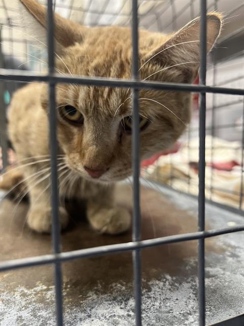 Shelter Stray Male Cat last seen Near BLOCK ESCONDIDO ST, LAS VEGAS NV 89119, 655 N Mojave Rd, Las Vegas, NV 89101, USA