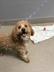 Shelter Stray Male Dog last seen Near BLOCK N LAMB BLVD, LAS VEGAS NV 89110, 655 N Mojave Rd, Las Vegas, NV 89101, USA