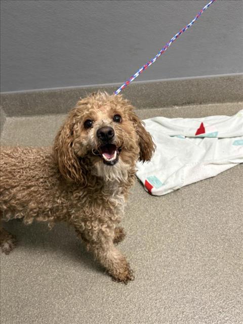 Shelter Stray Male Dog last seen Near BLOCK N LAMB BLVD, LAS VEGAS NV 89110, 655 N Mojave Rd, Las Vegas, NV 89101, USA