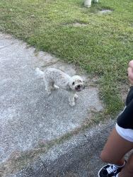 Found/Stray Male Dog last seen Ambling circle, Columbia, SC 29210