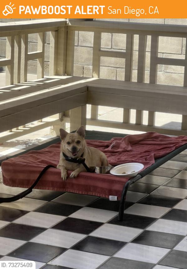 Found/Stray Female Dog last seen Carefree Dr and Plaza Blvd, San Diego, CA 92114