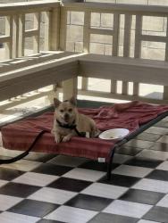 Found/Stray Female Dog last seen Carefree Dr and Plaza Blvd, San Diego, CA 92114