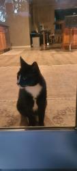 Reunited Male Cat last seen Commerce, Commerce Township, MI 48382