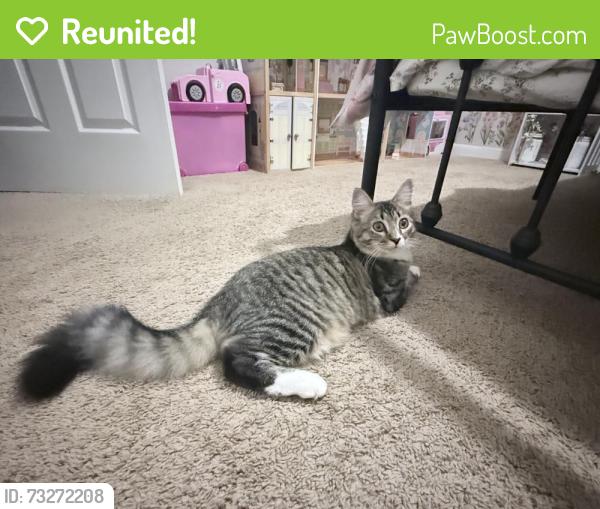 Reunited Male Cat last seen Near winterberry drive, Fayetteville, NC 28314