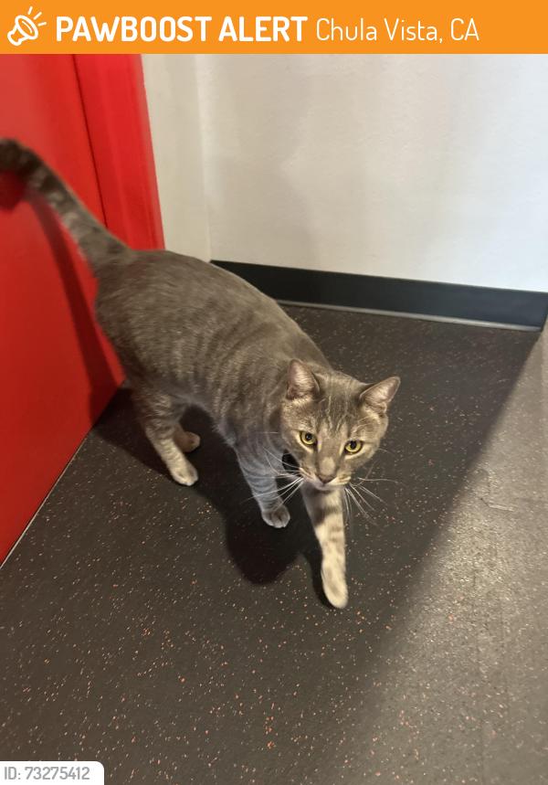 Found/Stray Unknown Cat last seen Hotworx, Chula Vista, CA 91915