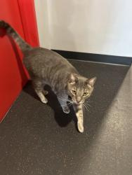 Found/Stray Unknown Cat last seen Hotworx, Chula Vista, CA 91915