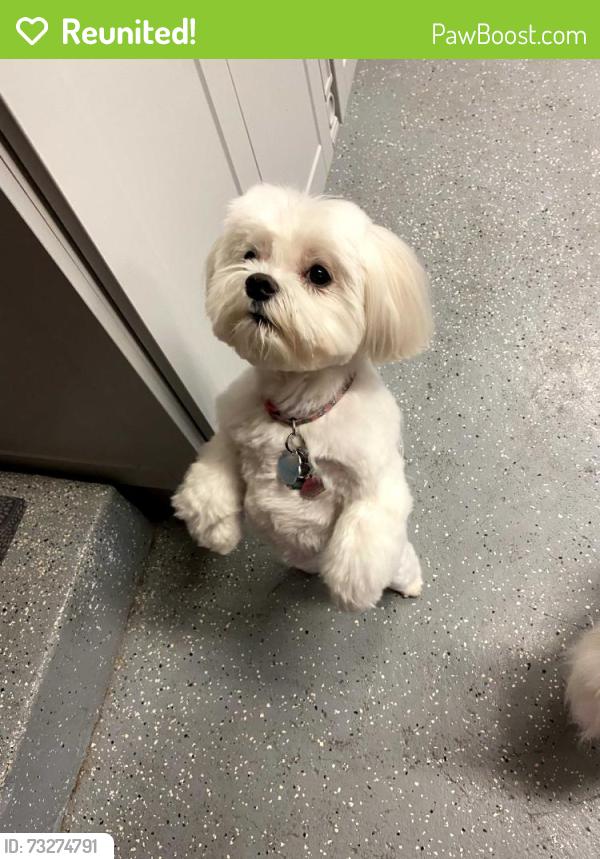 Reunited Female Dog last seen Puerto Vallarta Drive and Camden Avenue, San Jose, CA 95120