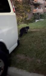 Found/Stray Unknown Cat last seen Westminister Highschool, London, ON N6J 1W4
