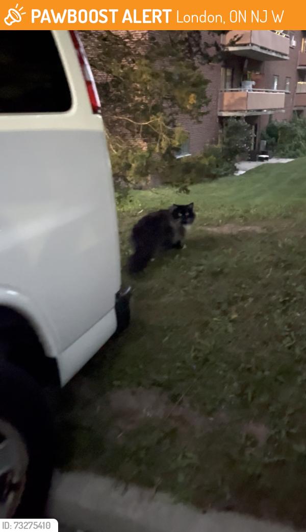 Found/Stray Unknown Cat last seen Westminister Highschool, London, ON N6J 1W4