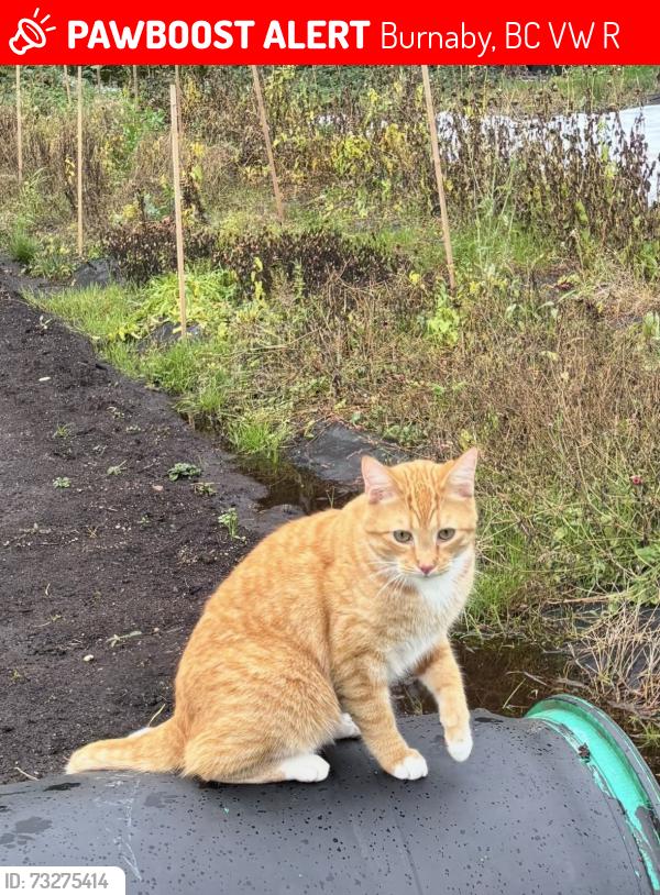 Lost Male Cat last seen Near Marine Dr, Burnaby, Burnaby, BC V7W 2R2
