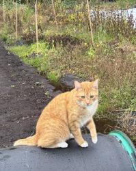 Lost Male Cat last seen Near Marine Dr, Burnaby, Burnaby, BC V7W 2R2