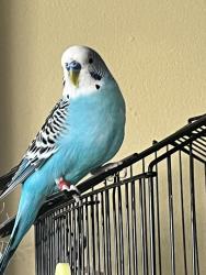 Lost Male Bird last seen Addison and Pacific, Chicago, IL 60634