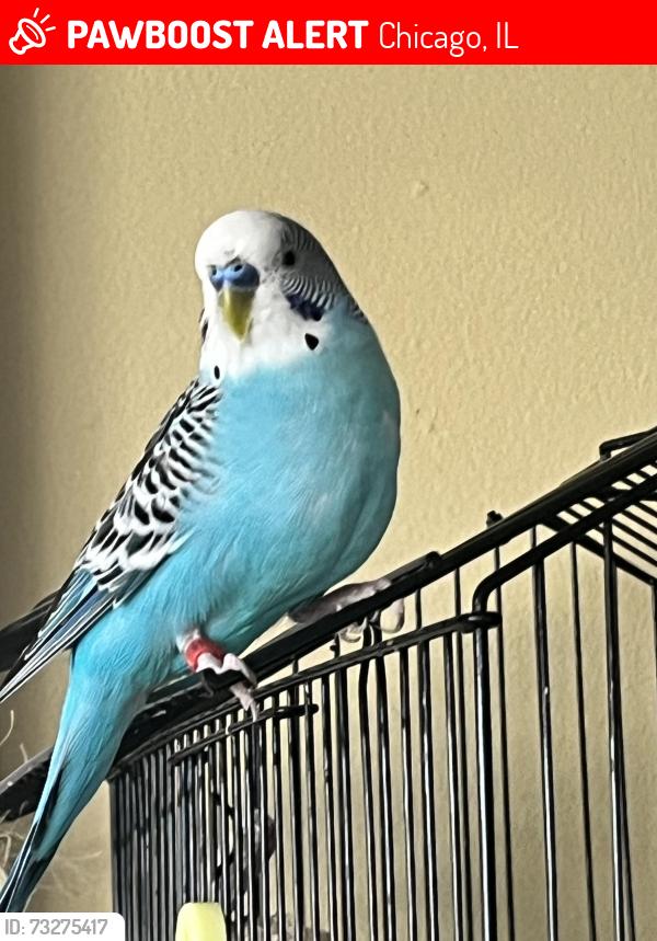 Lost Male Bird last seen Addison and Pacific, Chicago, IL 60634