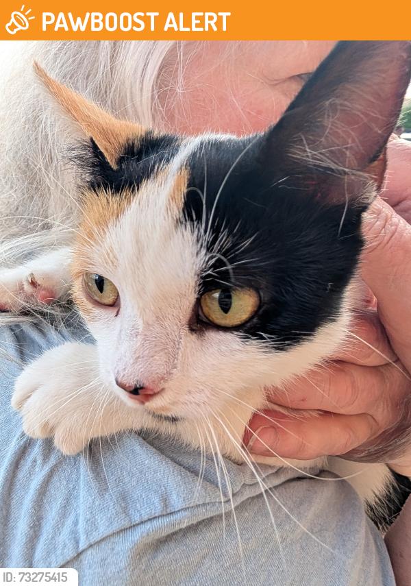Found/Stray Female Cat last seen Costco Parking lot, Waterstone Blvd, OH 45140
