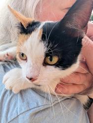 Found/Stray Female Cat last seen Costco Parking lot, Waterstone Blvd, OH 45140