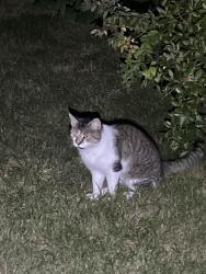 Reunited Unknown Cat last seen Hanover High School, Hanover, MA 02339