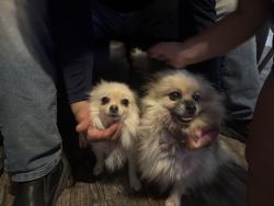 Reunited Female Dog last seen Vista, Burke , Spencer, fairmont, Pasadena, TX 77504