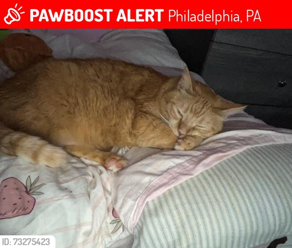 Lost Male Cat last seen Bustleton ave, Philadelphia, PA 19152