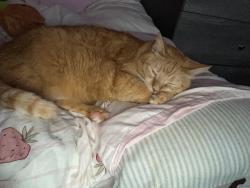 Lost Male Cat last seen Bustleton ave, Philadelphia, PA 19152
