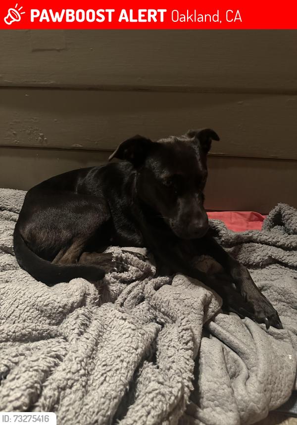 Lost Female Dog last seen Golf links, Oakland, CA 94605