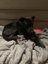 Lost Female Dog last seen Golf links, Oakland, CA 94605