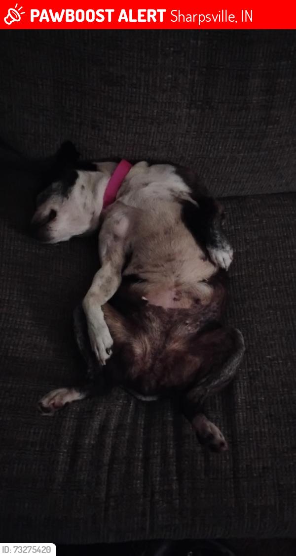 Lost Female Dog last seen Sharpsville Indiana, Sharpsville, IN 46068