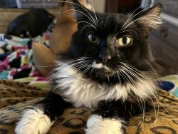Lost Male Cat last seen Cannon campground road, Spartanburg County, SC 29307