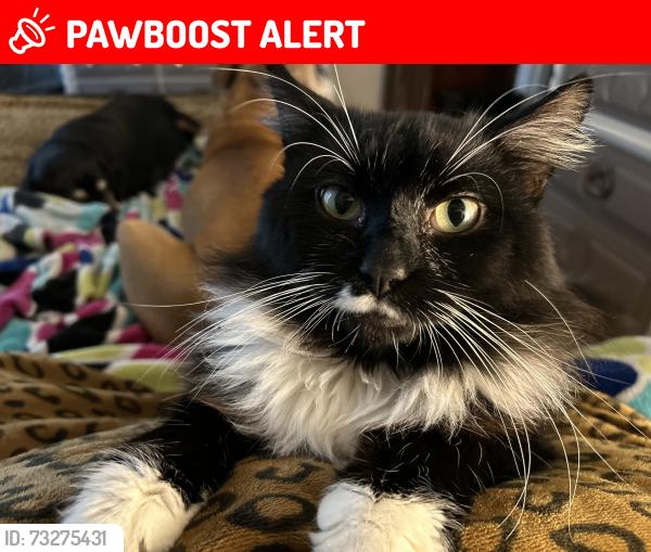 Lost Male Cat last seen Cannon campground road, Spartanburg County, SC 29307