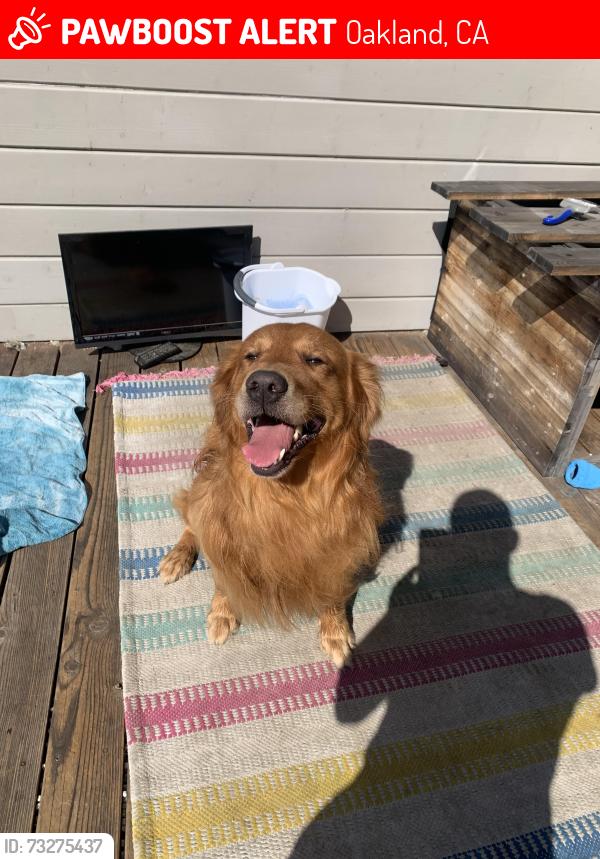 Lost Male Dog last seen Golflink, Oakland, CA 94605