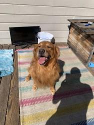 Lost Male Dog last seen Golflink, Oakland, CA 94605