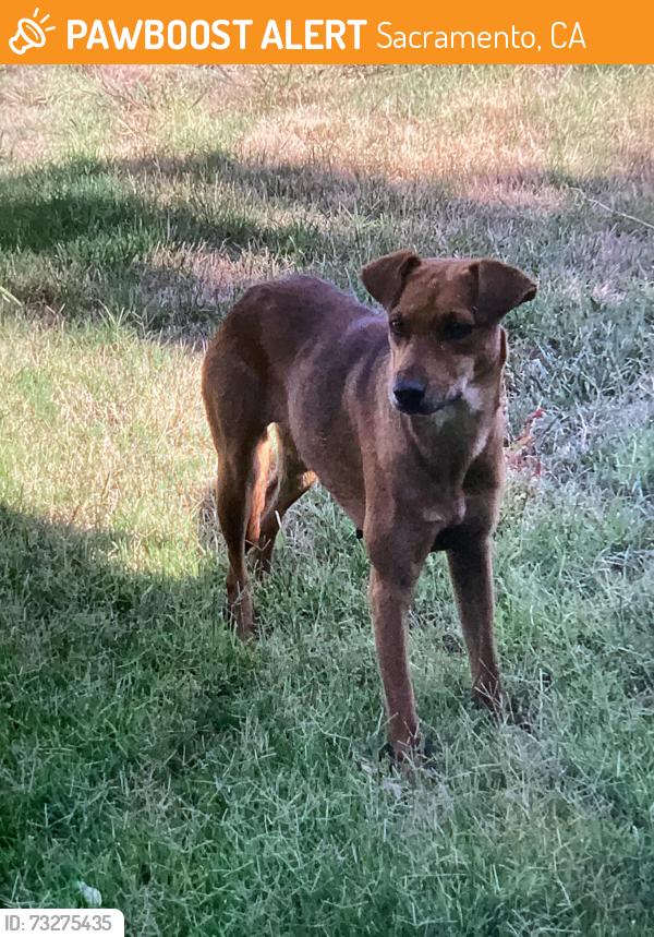 Found/Stray Female Dog last seen 21st greenbelt, Sacramento, CA 95820
