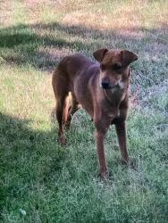 Found/Stray Female Dog last seen 21st greenbelt, Sacramento, CA 95820