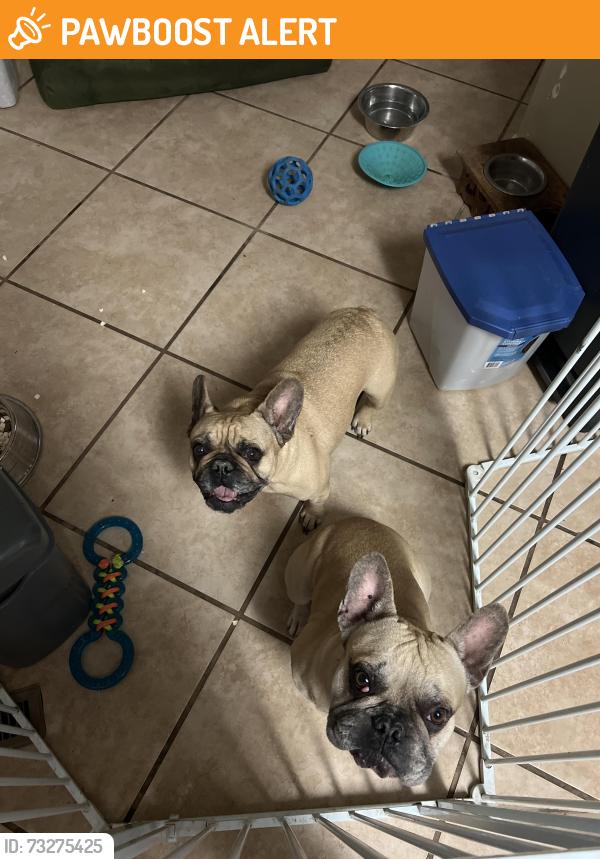 Found/Stray Male Dog last seen In the park near the intersection of widick st and lindstrom dr, Colorado Springs, CO 80911