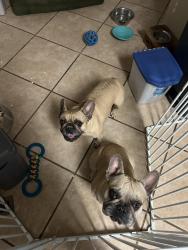 Found/Stray Male Dog last seen In the park near the intersection of widick st and lindstrom dr, Colorado Springs, CO 80911
