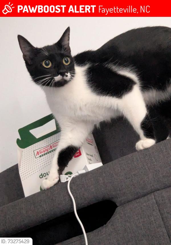 Lost Female Cat last seen Dowfield Dr and Loufield Dr, Fayetteville, NC 28311