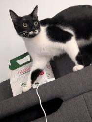 Lost Female Cat last seen Dowfield Dr and Loufield Dr, Fayetteville, NC 28311