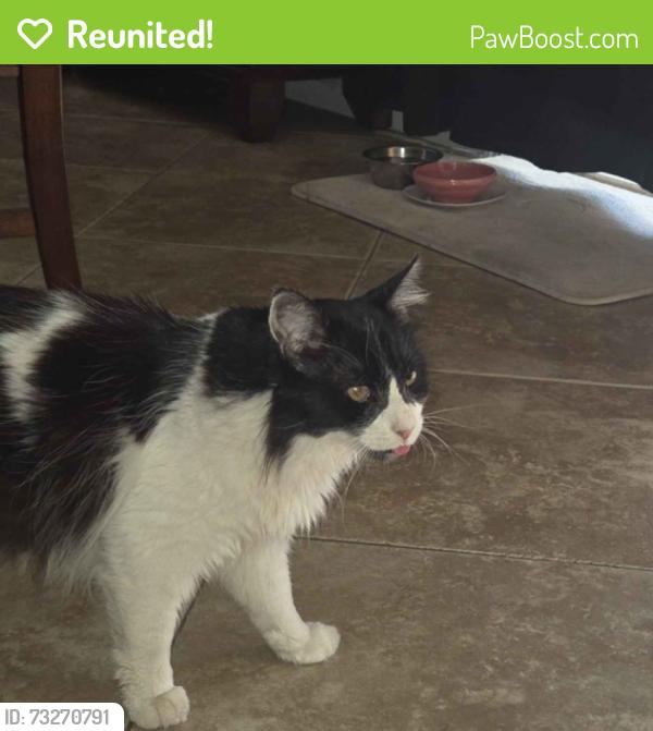 Reunited Male Cat last seen Prewett Ranch Dr and Summerfield Dr, Antioch, CA 94531